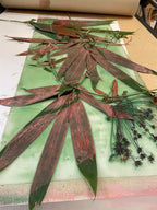 2026-08-11 Workshop Botanisch Monoprinten - Baukje Duin